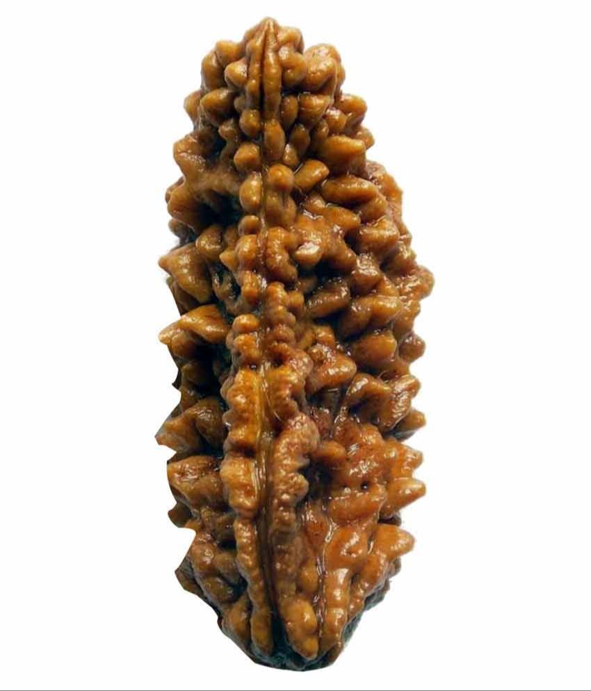 1 Mukhi Rudraksha