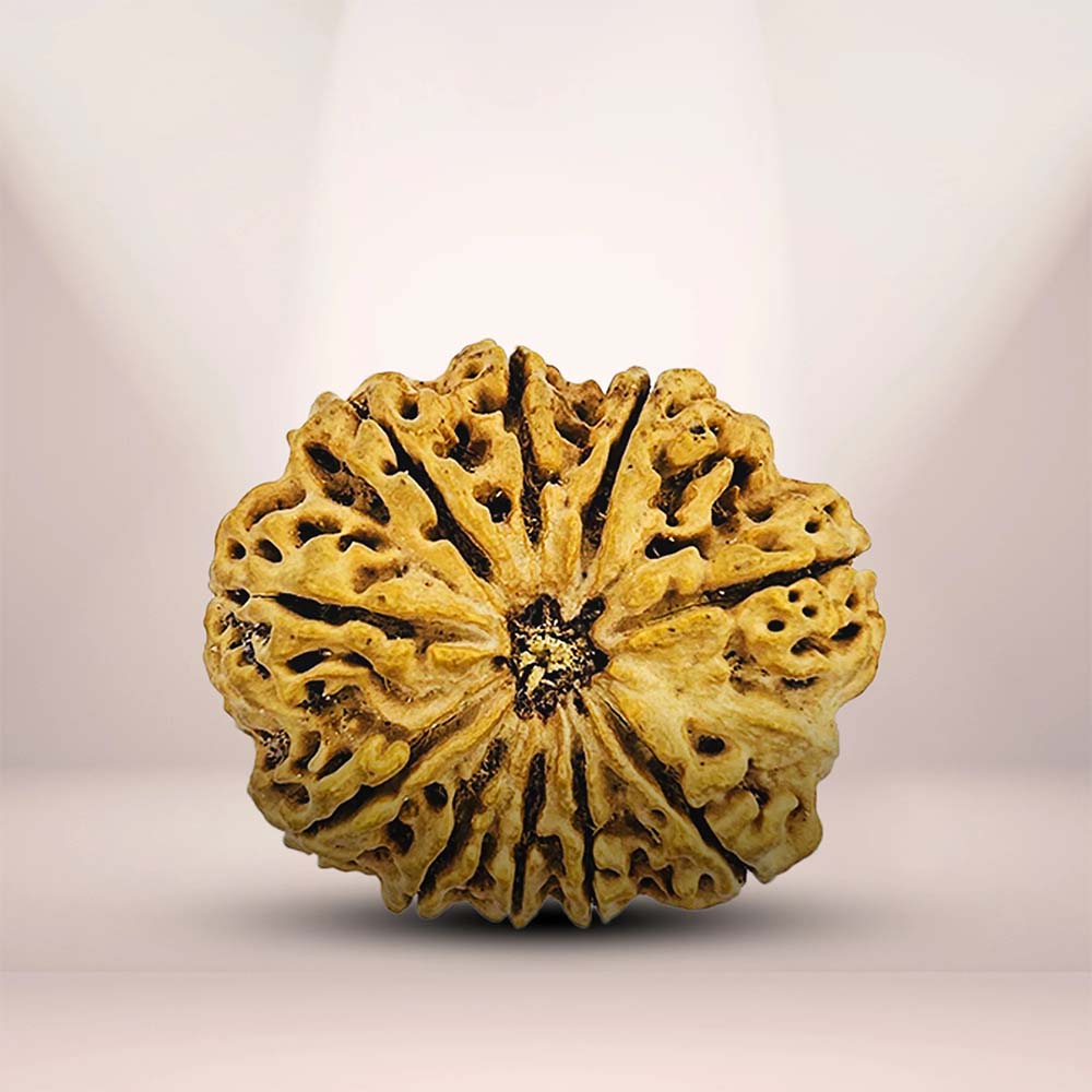 10 Mukhi Rudraksha