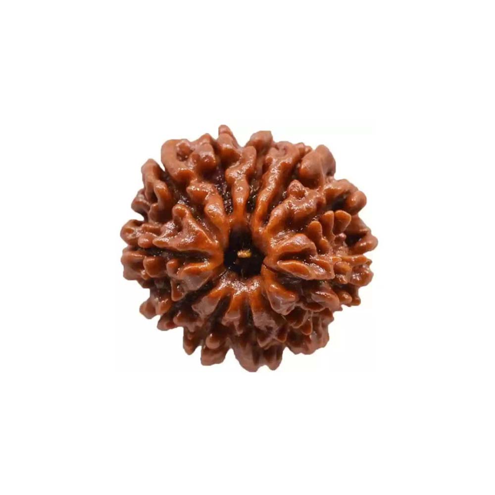 11 Mukhi Rudraksha