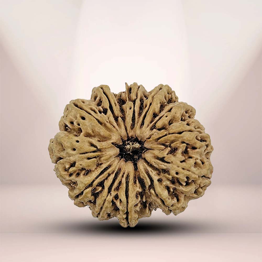 12 Mukhi Rudraksha