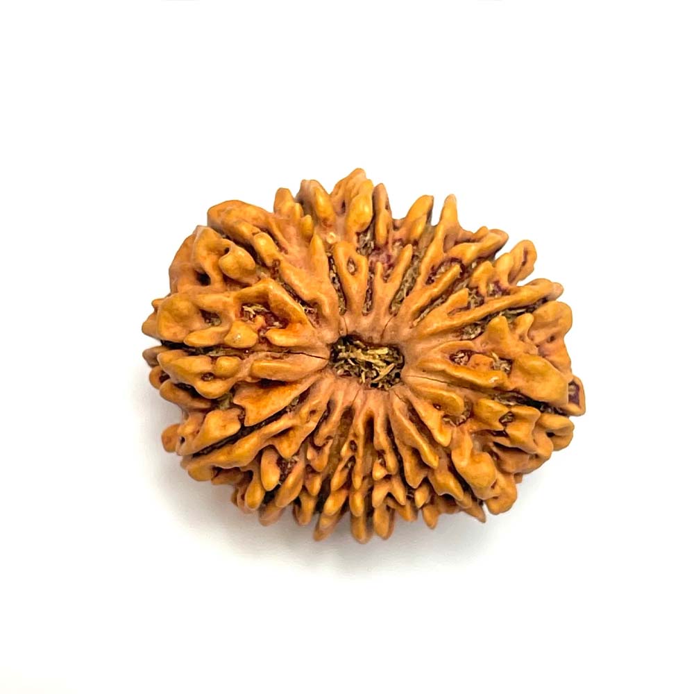 14 Mukhi Rudraksha
