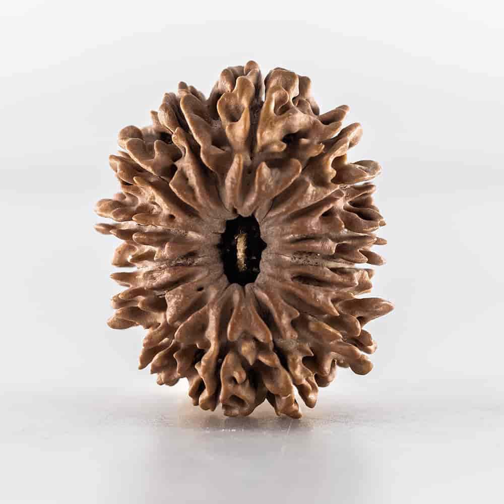 15 Mukhi Rudraksha