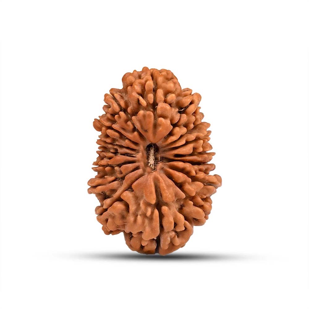 16 Mukhi Rudraksha