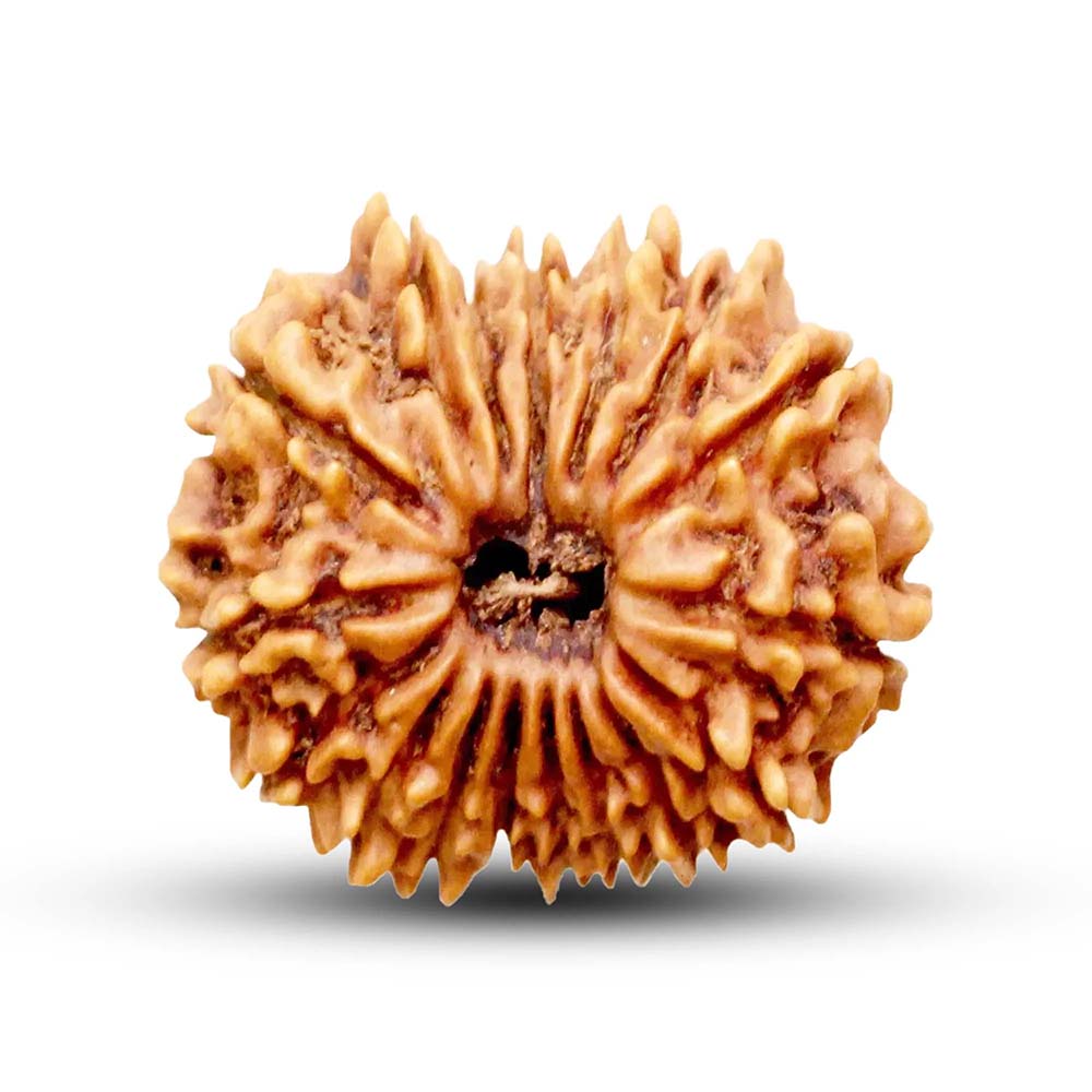 17 Mukhi Rudraksha
