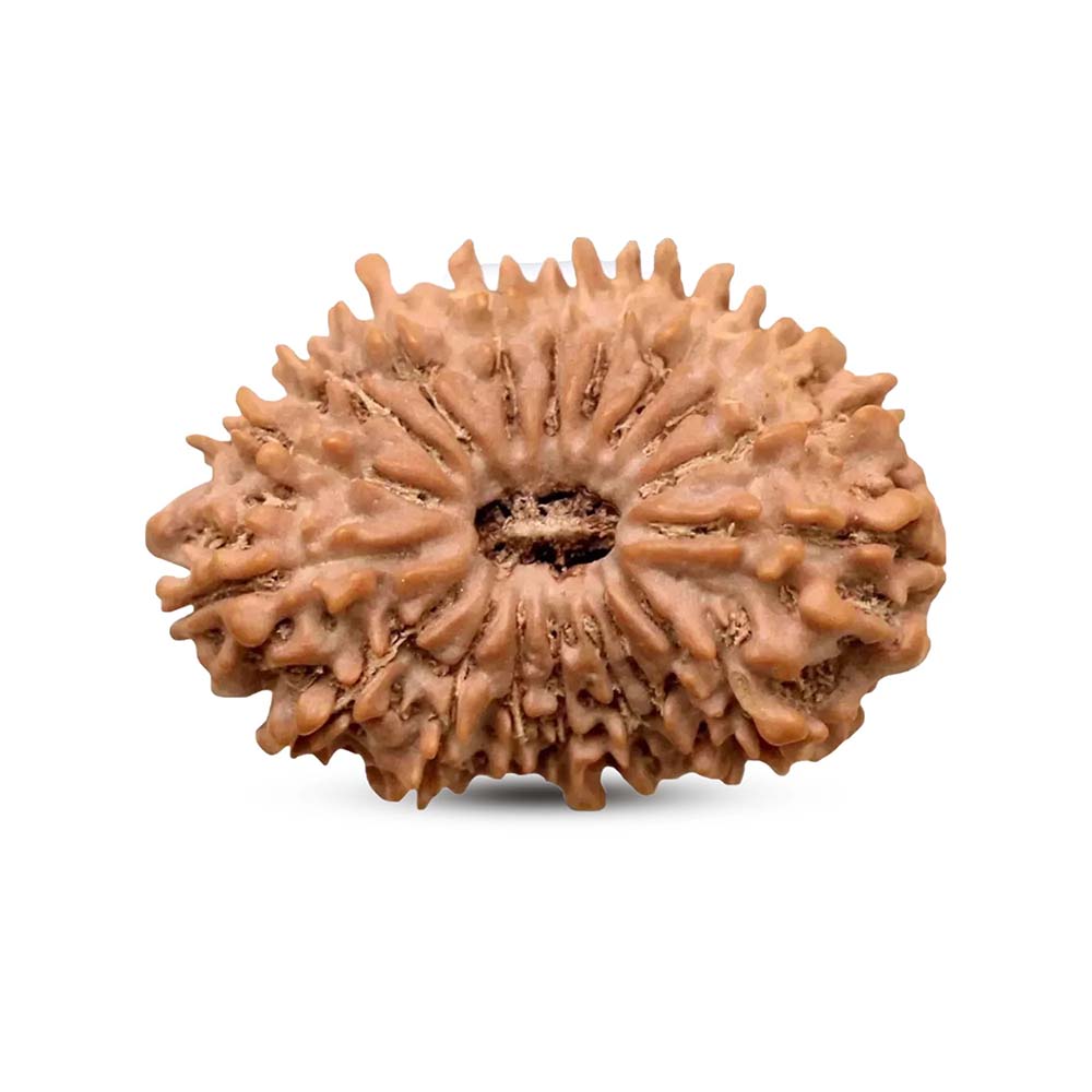 18 Mukhi Rudraksha