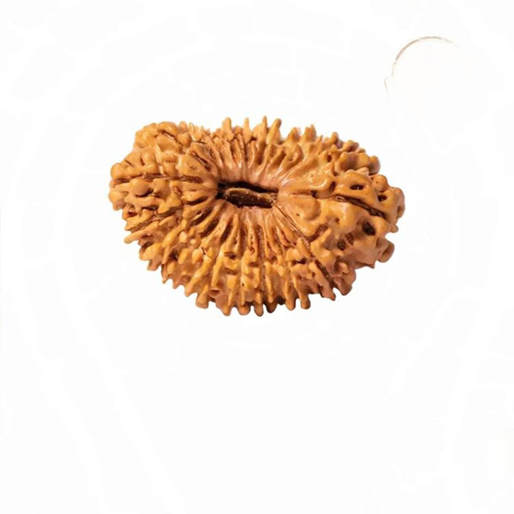 19 Mukhi Rudraksha