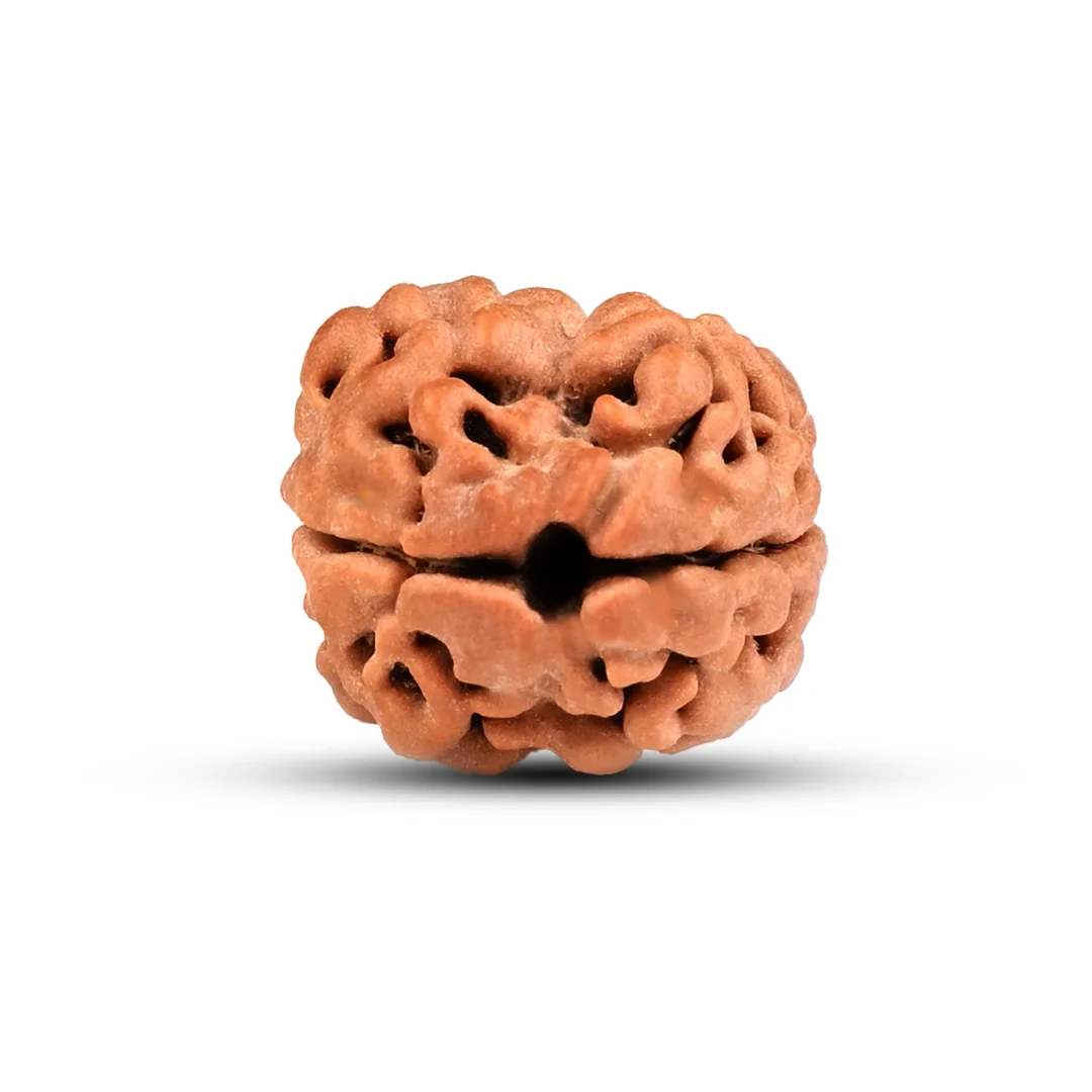 2 Mukhi Rudraksha