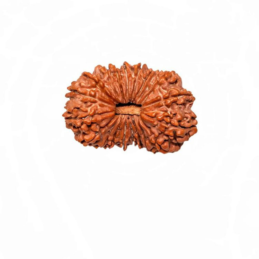 20 Mukhi Rudraksha