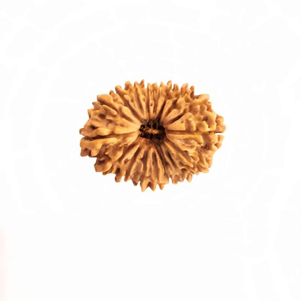 21 Mukhi Rudraksha