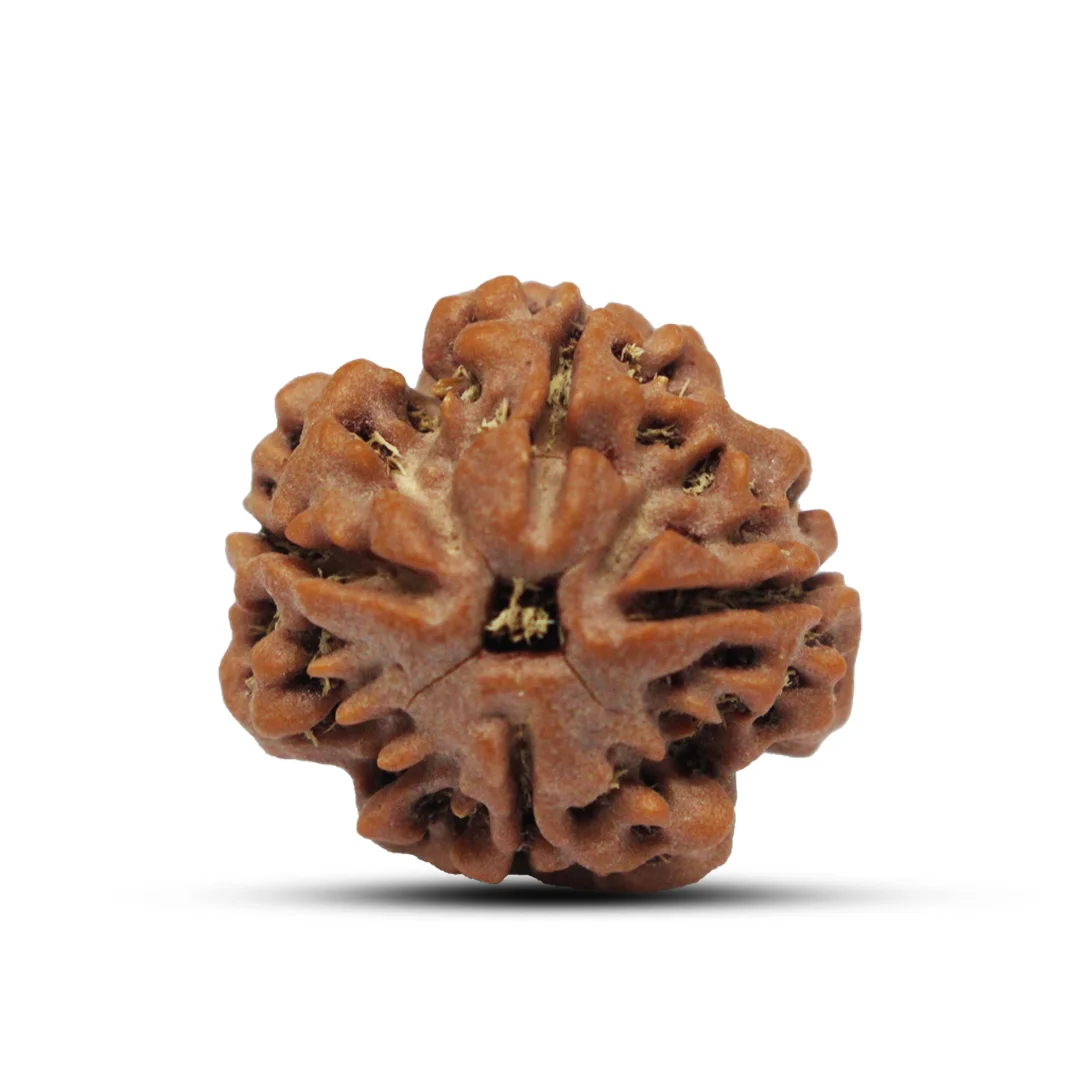 4 Mukhi Rudraksha