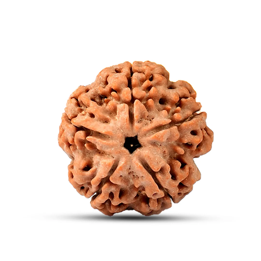 5 Mukhi Rudraksha
