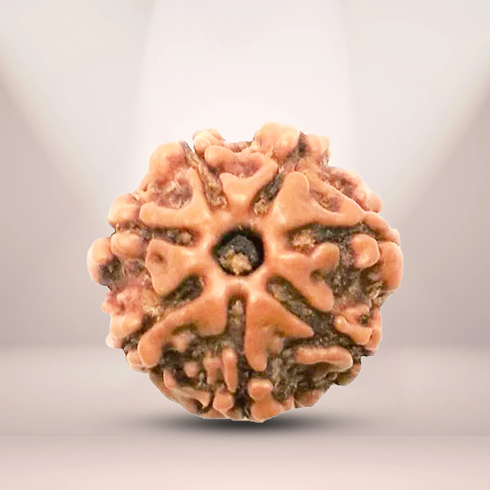 7 Mukhi Rudraksha