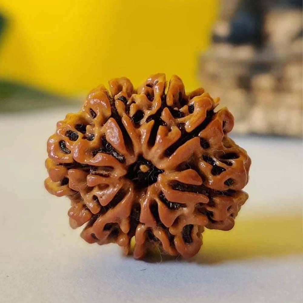 8 Mukhi Rudraksha