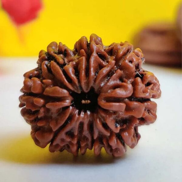 9 Mukhi Rudraksha